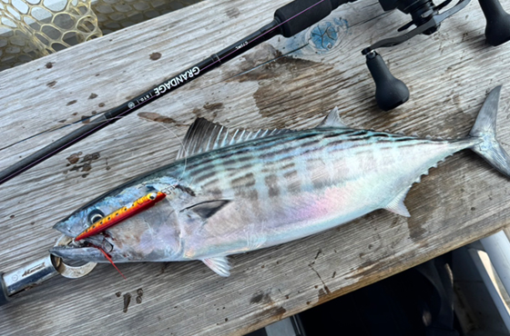 Search Rocket（サーチロケット）