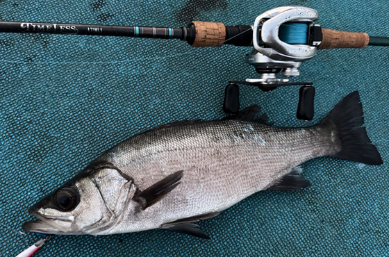 Search Rocket（サーチロケット）